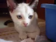 GRACIE
