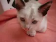 GRACIE