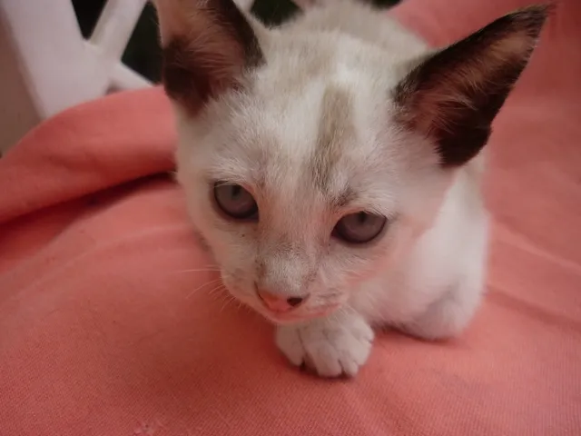 Gato ra a SRD idade 2 a 6 meses nome GRACIE