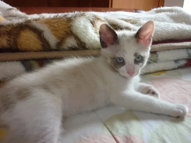 Gato ra a SRD idade  nome GIORDANA