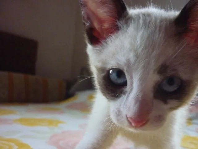Gato ra a SRD idade  nome GIORDANA