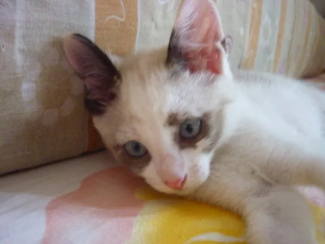 Gato ra a SRD idade  nome GIORDANA