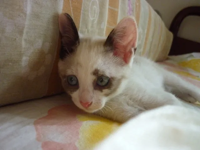 Gato ra a SRD idade  nome GIORDANA