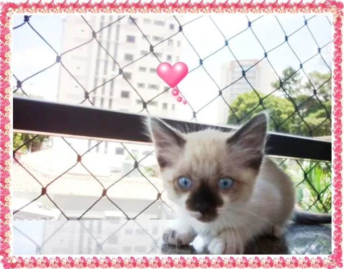Gato ra a siamesa  idade 2 a 6 meses nome SHANTÍ