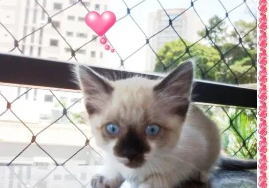 Gato ra a siamesa  idade 2 a 6 meses nome SHANTÍ
