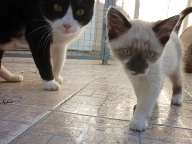 Gato ra a siamesa  idade 2 a 6 meses nome SHANTÍ