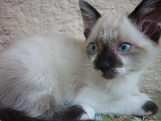 Gato ra a siamesa  idade 2 a 6 meses nome SHANTÍ