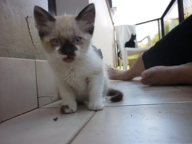 Gato ra a siamesa  idade 2 a 6 meses nome SHANTÍ