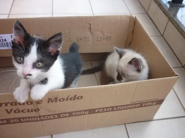 Gato ra a siamesa  idade 2 a 6 meses nome SHANTÍ