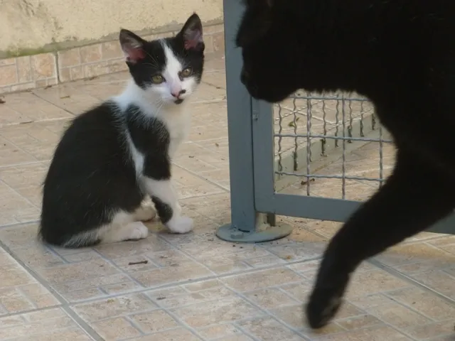 Gato ra a SRD idade 2 a 6 meses nome GURÚ