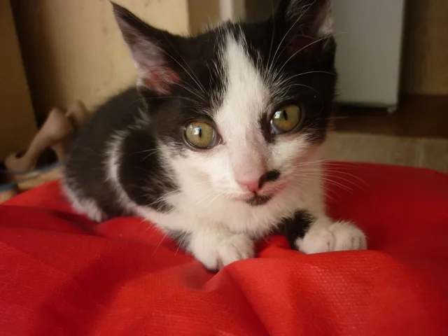 Gato ra a SRD idade 2 a 6 meses nome GURÚ