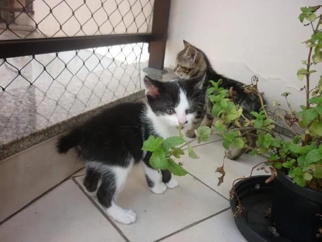 Gato ra a SRD idade 2 a 6 meses nome GURÚ