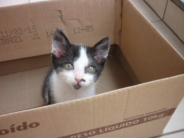 Gato ra a SRD idade 2 a 6 meses nome GURÚ