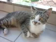 MITTENS