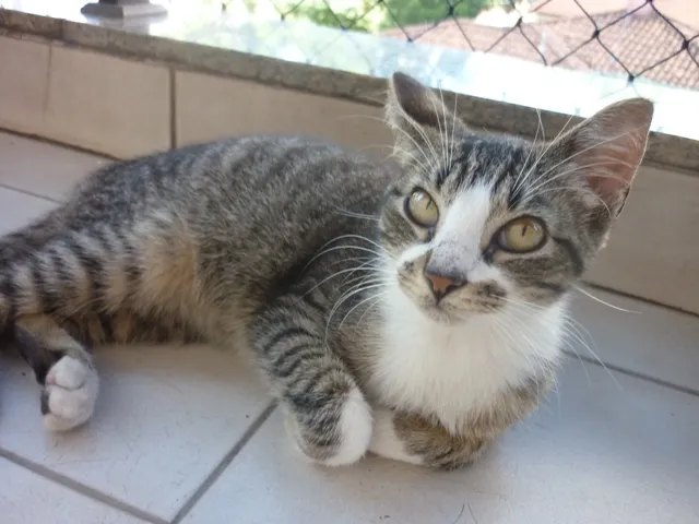 Gato ra a SRD idade 2 a 6 meses nome MITTENS