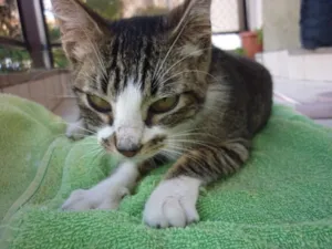 Gato raça SRD idade 2 a 6 meses nome MITTENS