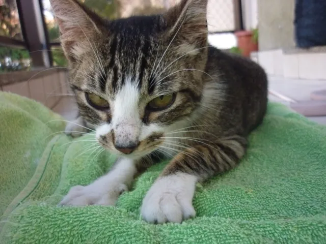 Gato ra a SRD idade 2 a 6 meses nome MITTENS