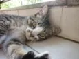 MITTENS
