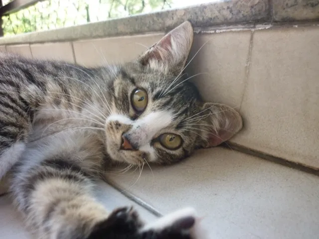 Gato ra a SRD idade 2 a 6 meses nome MITTENS