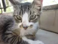 MITTENS