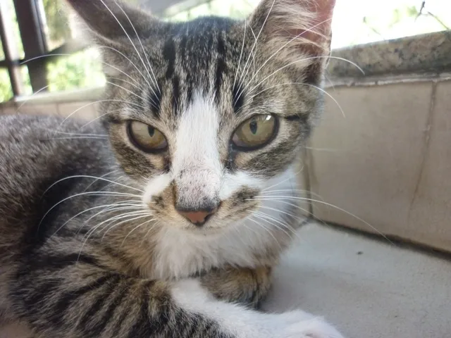 Gato ra a SRD idade 2 a 6 meses nome MITTENS