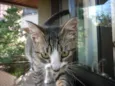 MITTENS