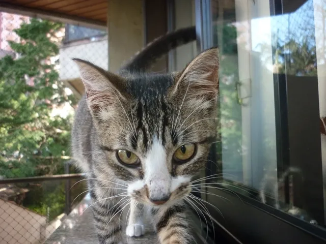 Gato ra a SRD idade 2 a 6 meses nome MITTENS