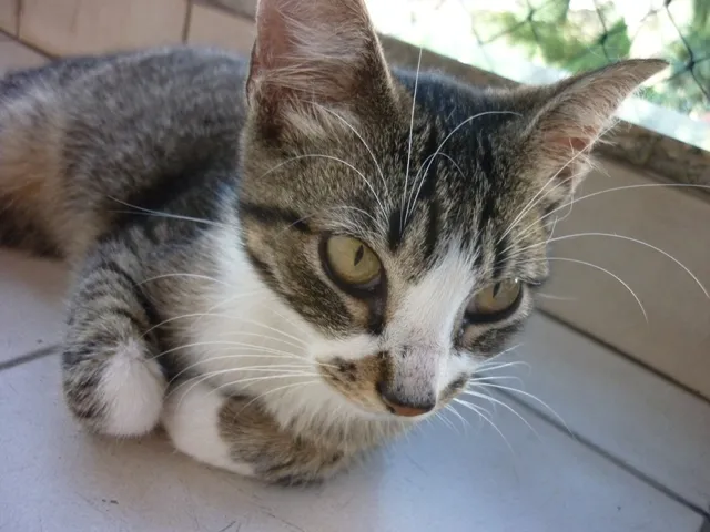 Gato ra a SRD idade 2 a 6 meses nome MITTENS