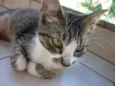 MITTENS