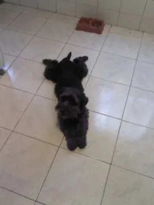 Cachorro raça Shnauzer idade 1 ano nome Bob