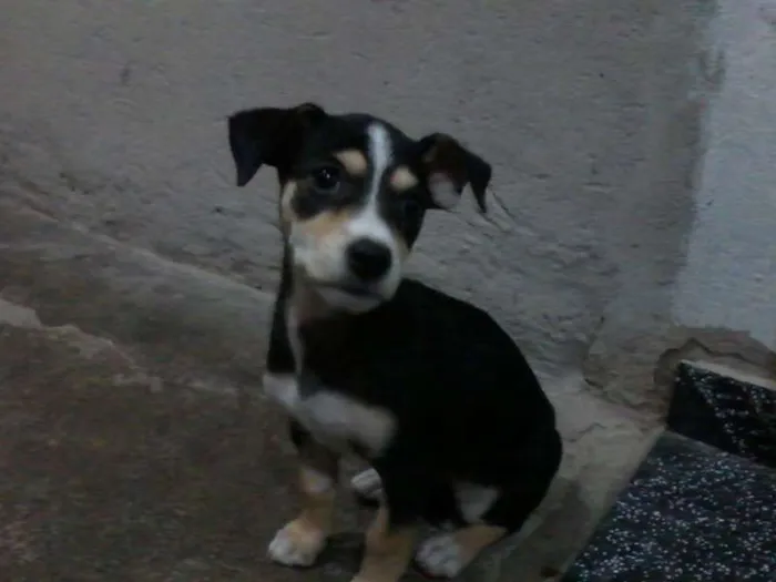 Cachorro ra a  idade Abaixo de 2 meses nome Kit