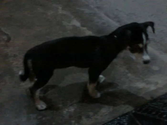 Cachorro ra a  idade Abaixo de 2 meses nome Kit