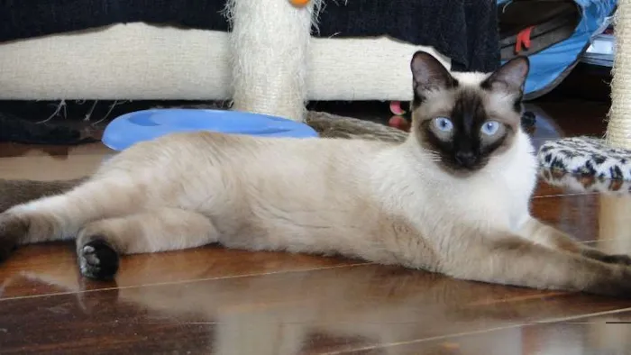 Gato ra a Siamês idade 1 ano nome Clara