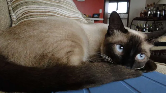 Gato ra a Siamês idade 1 ano nome Clara