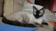 Clara
