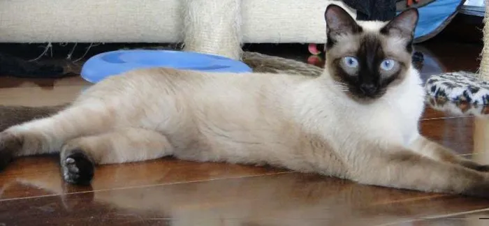 Gato ra a Siamês idade 1 ano nome Clara
