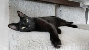 Gato raça SRD idade 1 ano nome Luna