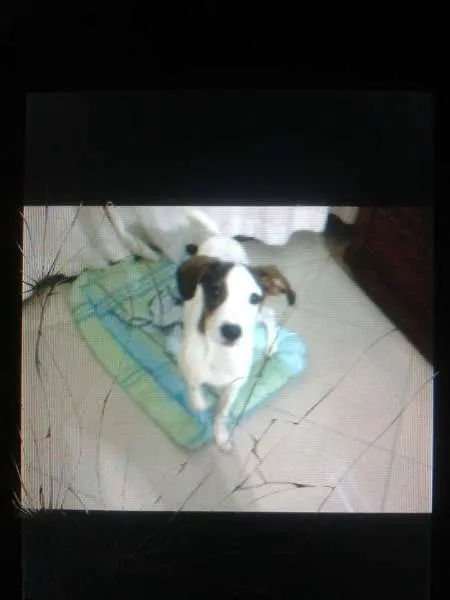 Cachorro ra a vira lata idade 7 a 11 meses nome Julie
