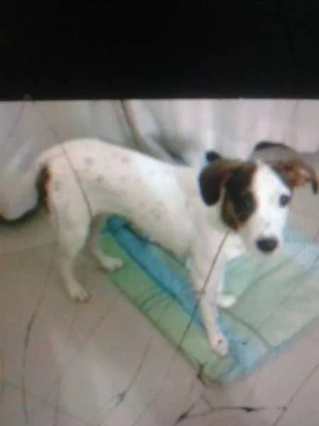 Cachorro ra a vira lata idade 7 a 11 meses nome Julie