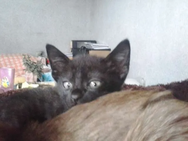 Gato ra a  idade 2 a 6 meses nome Sasha