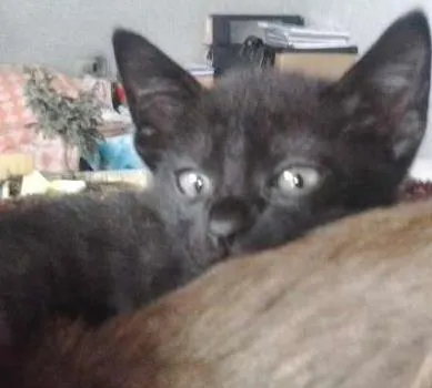 Gato ra a  idade 2 a 6 meses nome Sasha