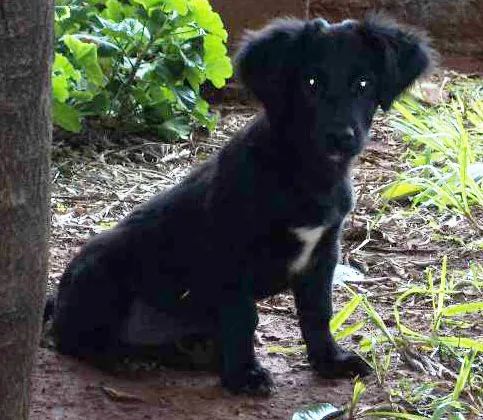 Cachorro ra a não sei idade 2 a 6 meses nome não tem