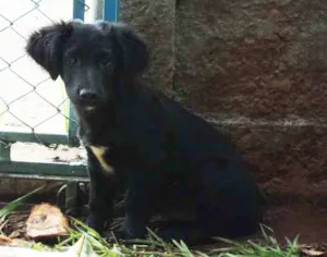 Cachorro raça não sei idade 2 a 6 meses nome não tem