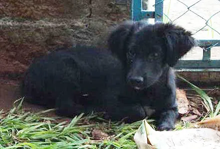 Cachorro ra a não sei idade 2 a 6 meses nome não tem