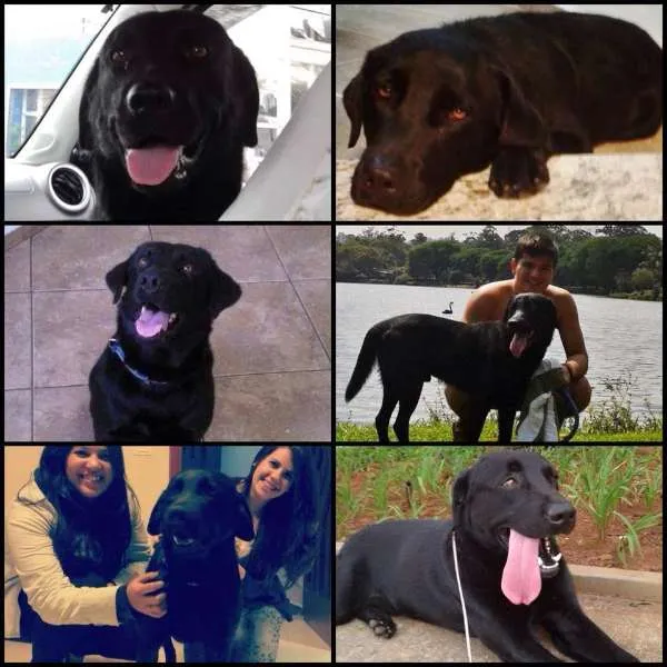 Cachorro ra a Labrador idade 1 ano nome Big Black
