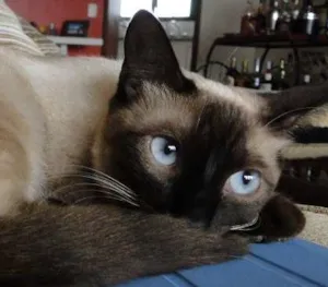 Gato raça Siamês idade 1 ano nome Clara
