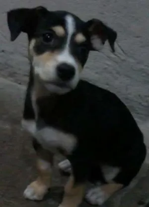 Cachorro raça  idade Abaixo de 2 meses nome Kit