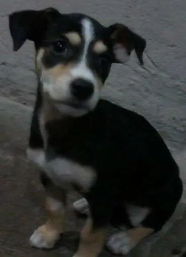 Cachorro ra a  idade Abaixo de 2 meses nome Kit
