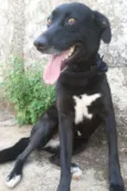 Amora