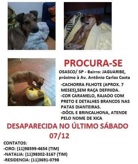 Cachorro ra a SRD idade 7 a 11 meses nome XICA